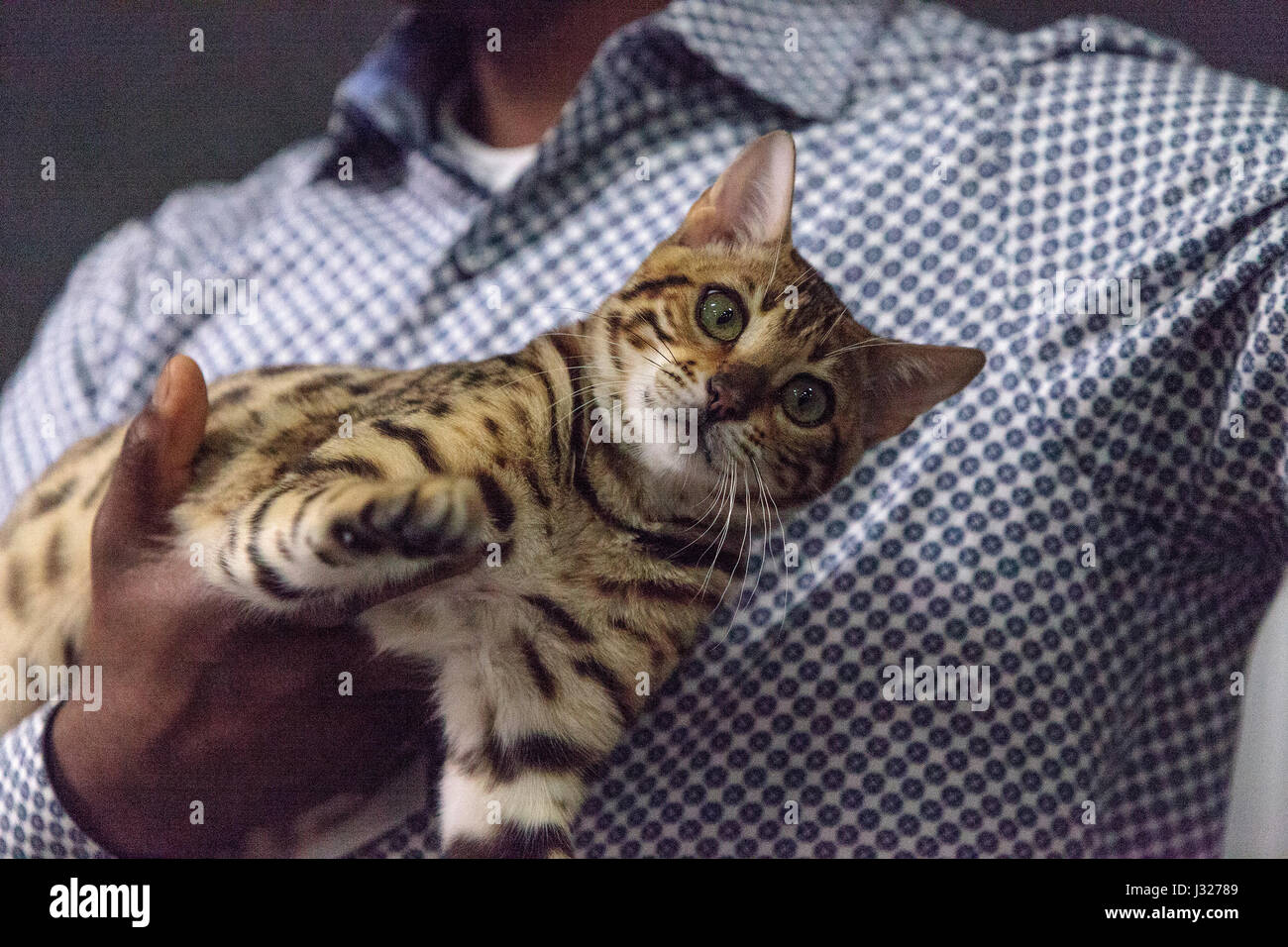 Il bengala Gatto di razza pura con belli e contrassegni Foto Stock