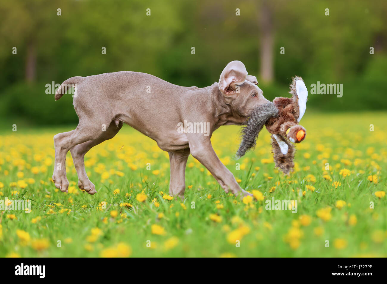 Immagine di un cucciolo Weimaraner giocando con un fagiano di peluche Foto stock Alamy