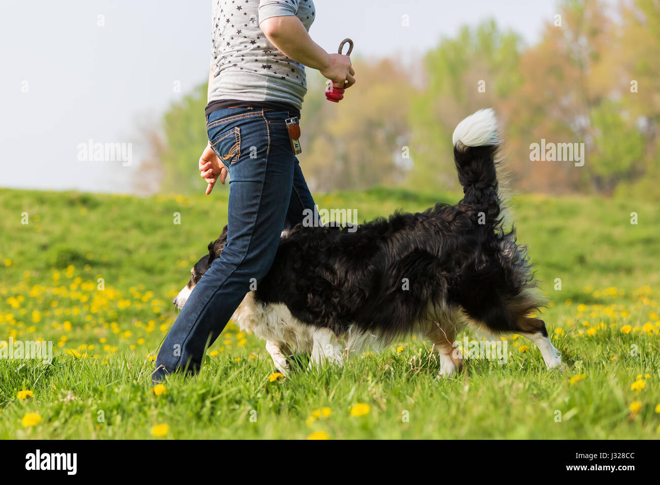 Immagine di una donna che fa il cane ballare con un Border Collie Foto Stock