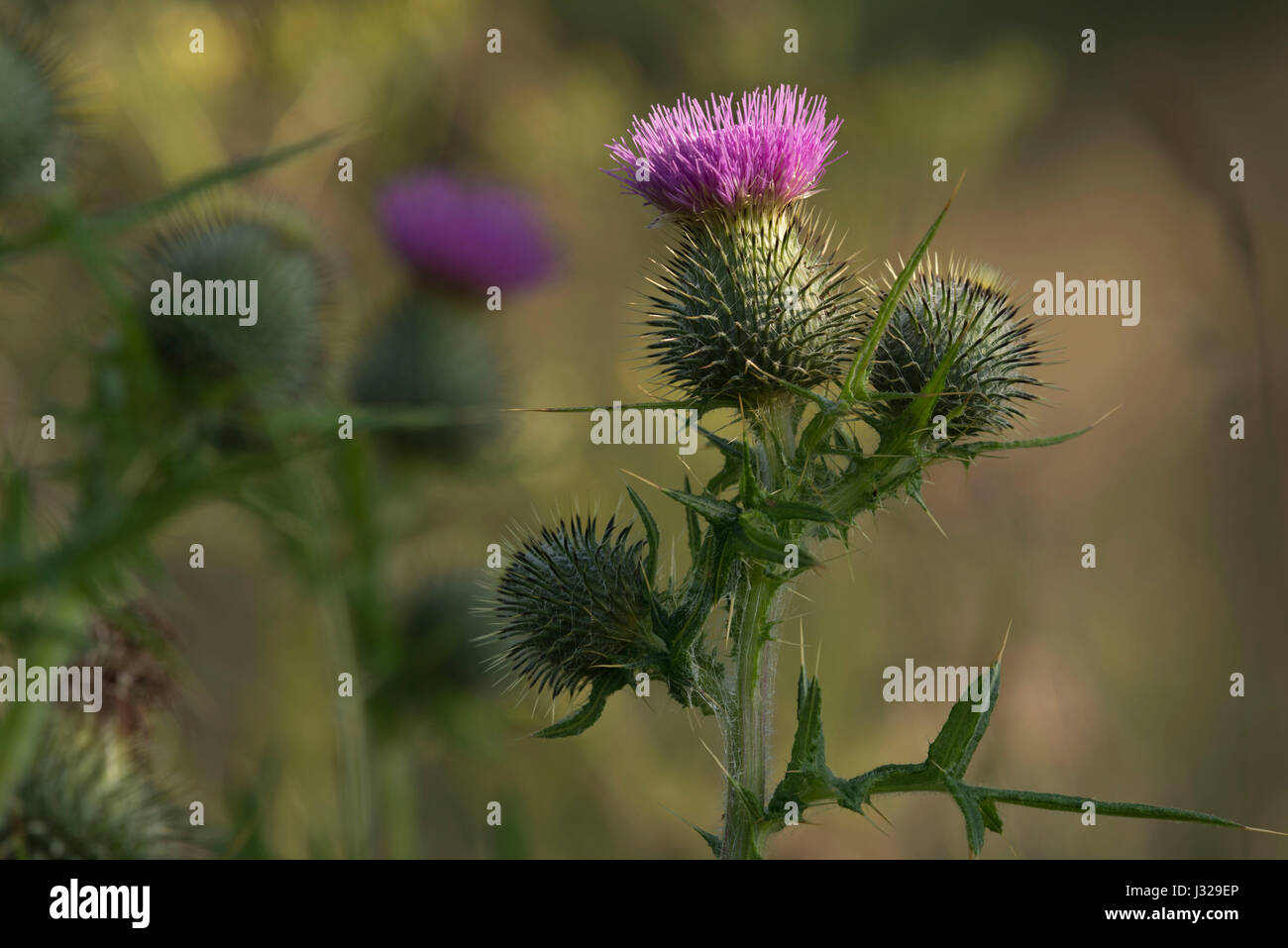 Il Thistle Spear, o Thistle Scozzese, il simbolo della Scozia Foto Stock