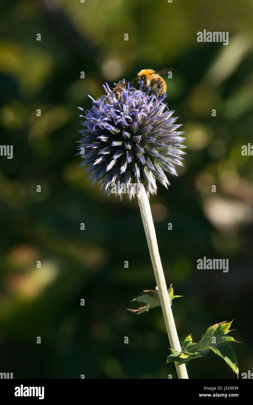 Carda comune Bee e a volare su un globo Thistle Foto Stock