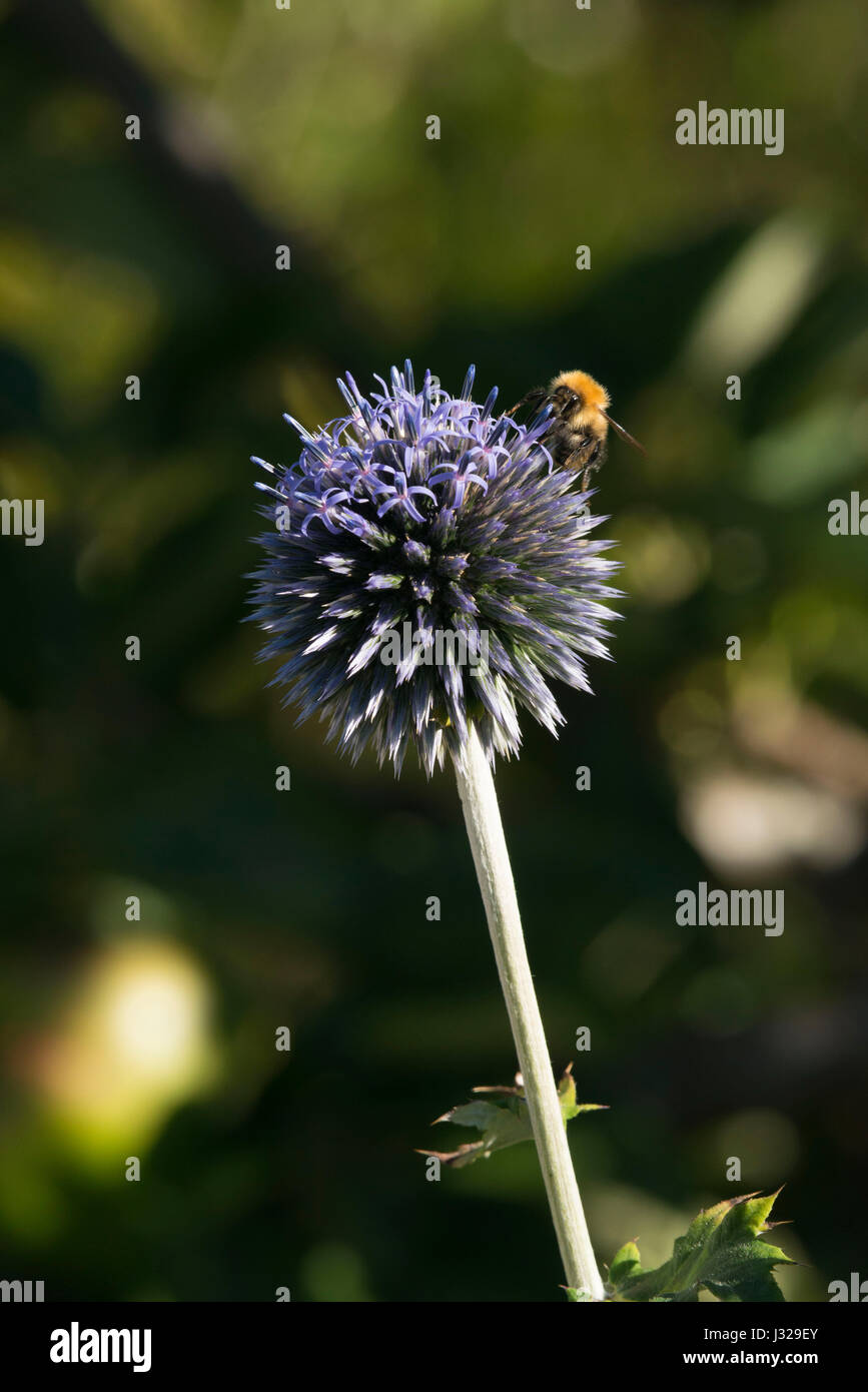 Un'ape da trasporto comune (Bombus Pascuorum) che si forgia su un Globe Thistle (Echinops Bannaticus) al sole Foto Stock