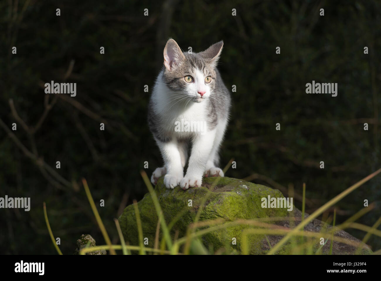Un gattino grigio e bianco in piedi su una pietra coperta di muschio, guardando qualcosa fuori dalla vista con intensa concentrazione Foto Stock