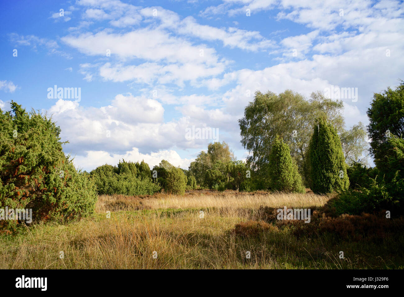 Lüneburger Heide vicino ad Amburgo, Germania Foto Stock