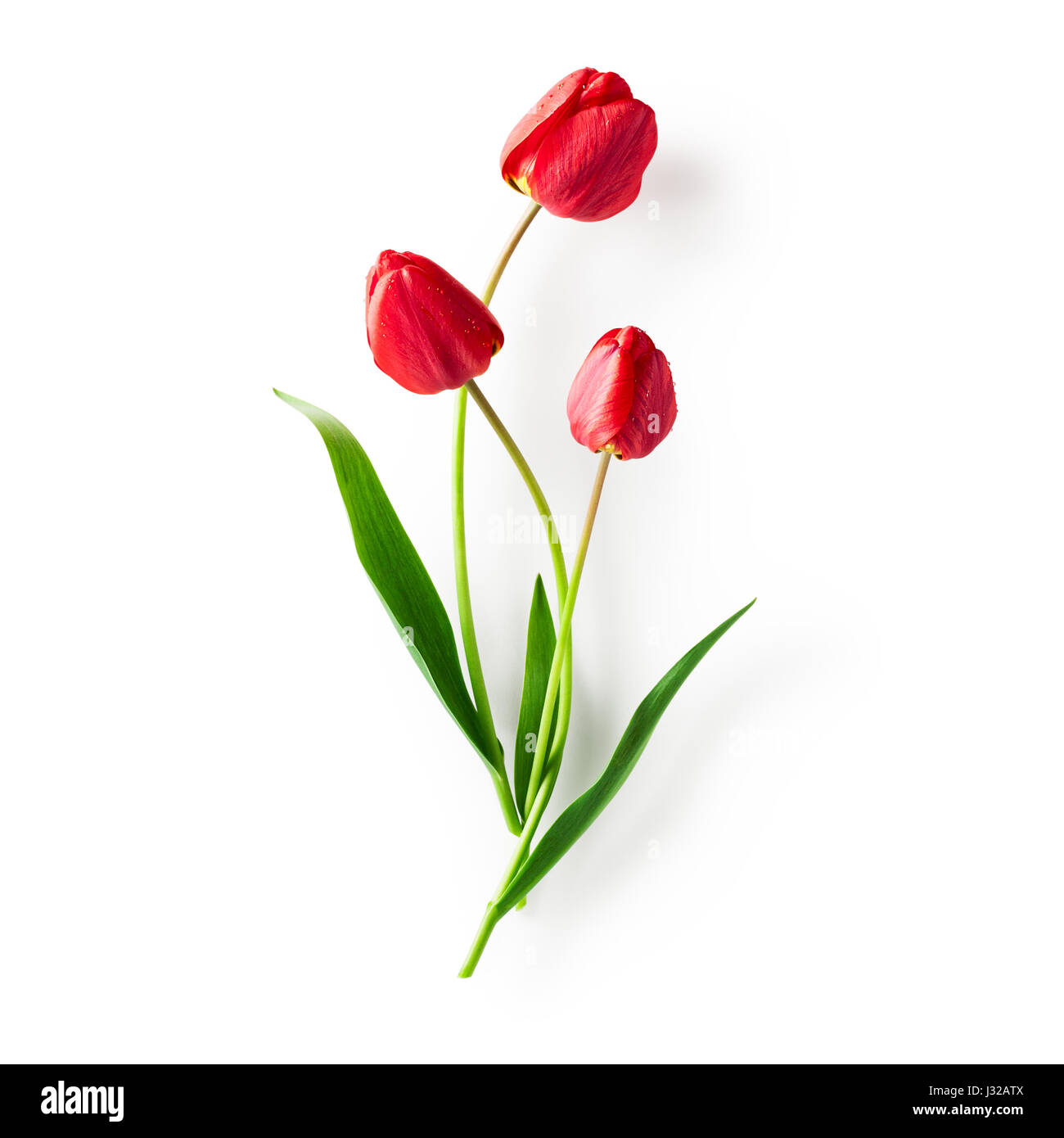 Red tulip fiore con foglie. Gruppo di oggetti isolati su sfondo bianco percorso di clipping incluso. La molla fiori da giardino Foto Stock