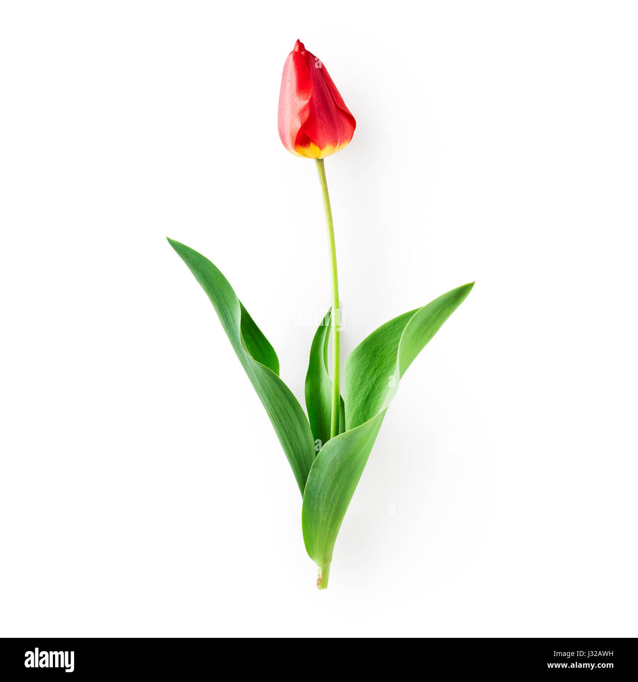 Red tulip fiore con foglie. Oggetto singolo isolato su sfondo bianco percorso di clipping incluso. La molla fiori da giardino Foto Stock