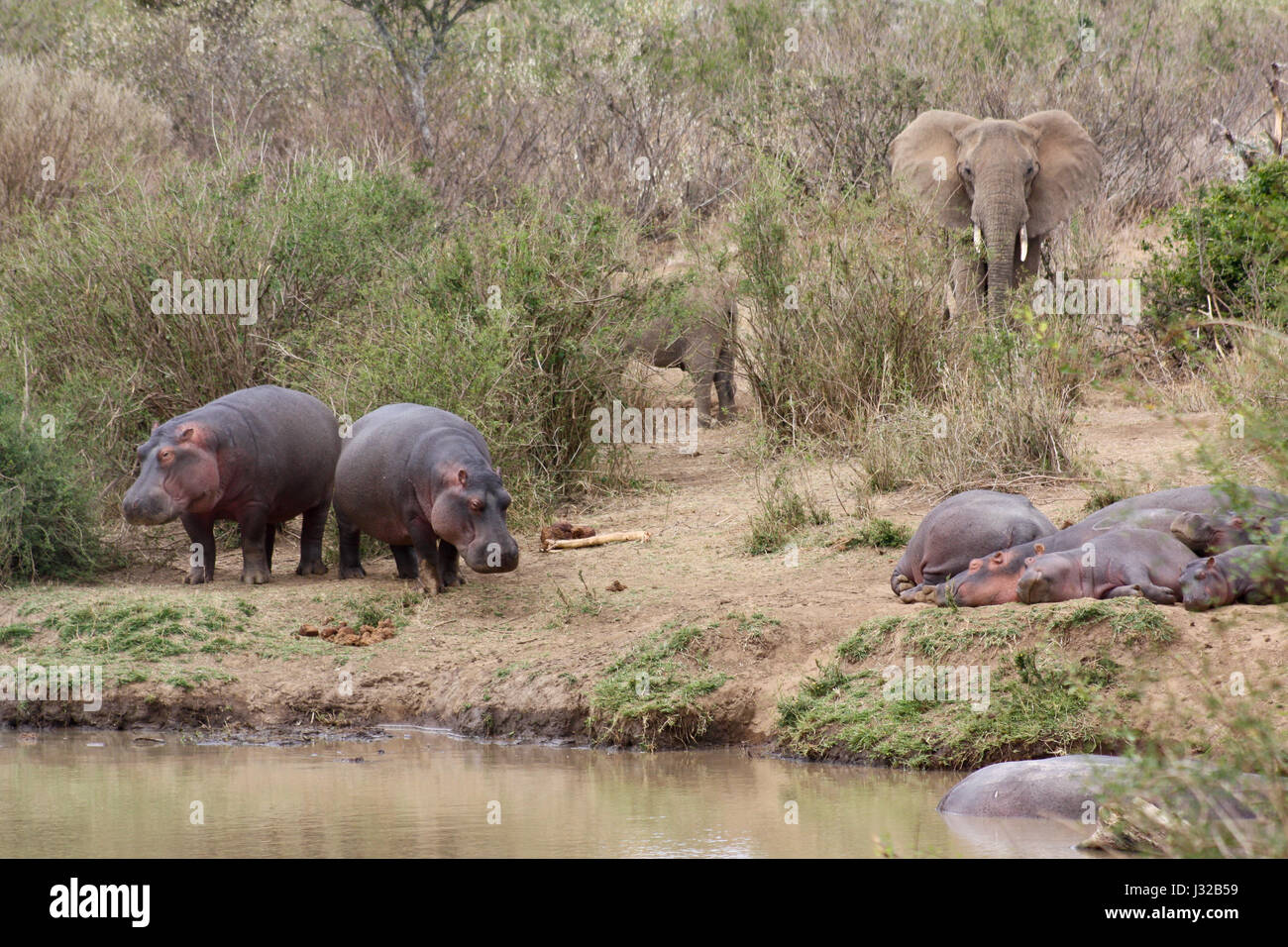 Ippopotami (Hippopotamus amphibius) e l'elefante africano (Loxodonta africana) raccogliere sulle rive del fiume di Ewaso Nyiro. Laikipia, Kenya. Foto Stock