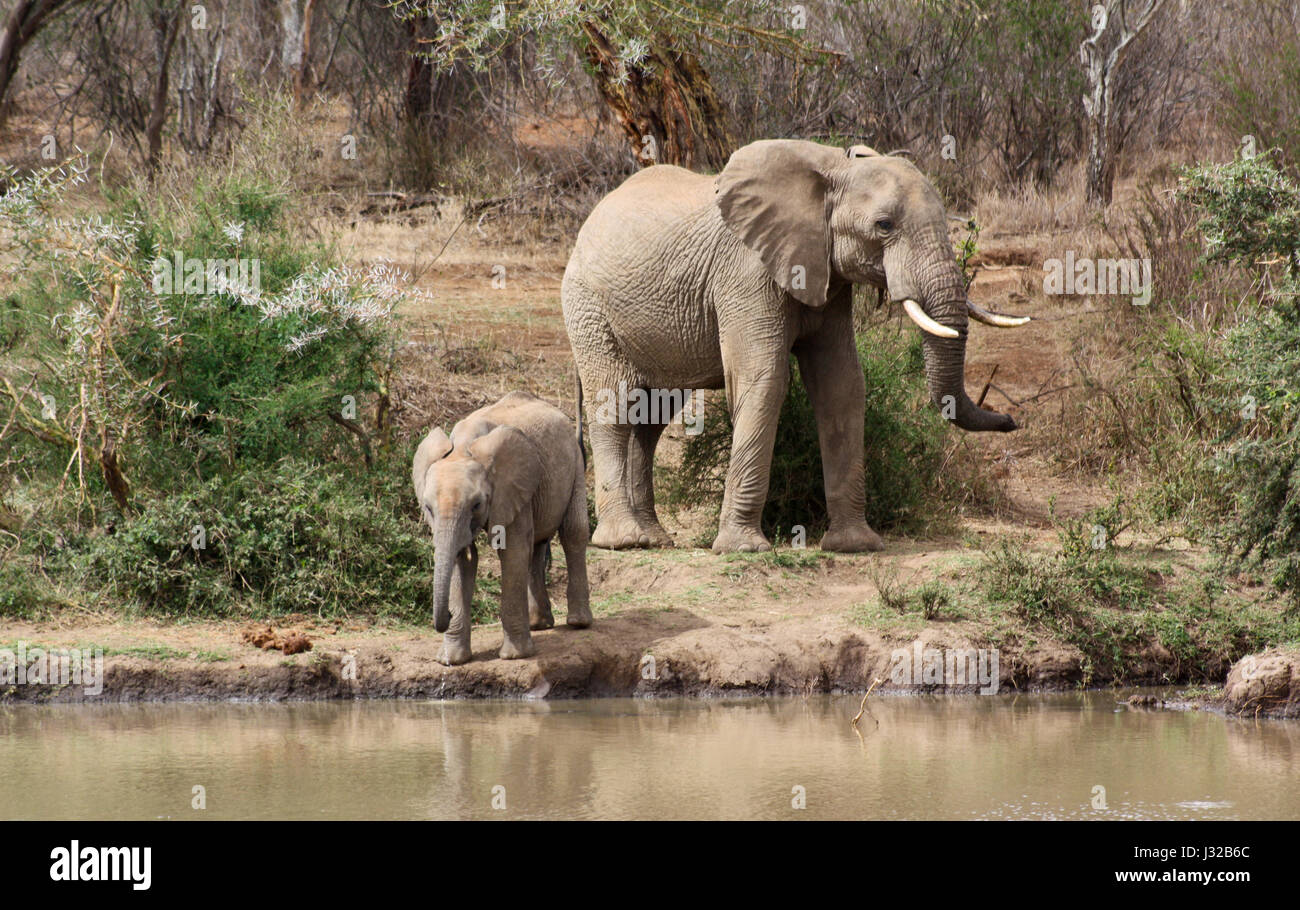 Una femmina di elefante africano (Loxodonta africana) e il suo vitello venuti al fiume per bere. Laikipia, Kenya Foto Stock