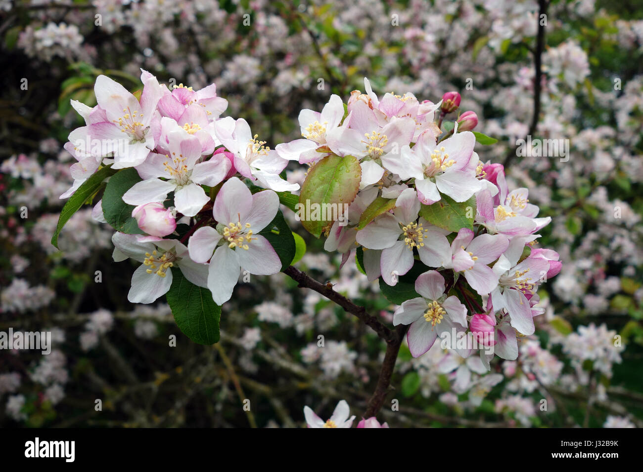 Crab Apple Blossom in fiore Uk Malus sylvestris Foto Stock