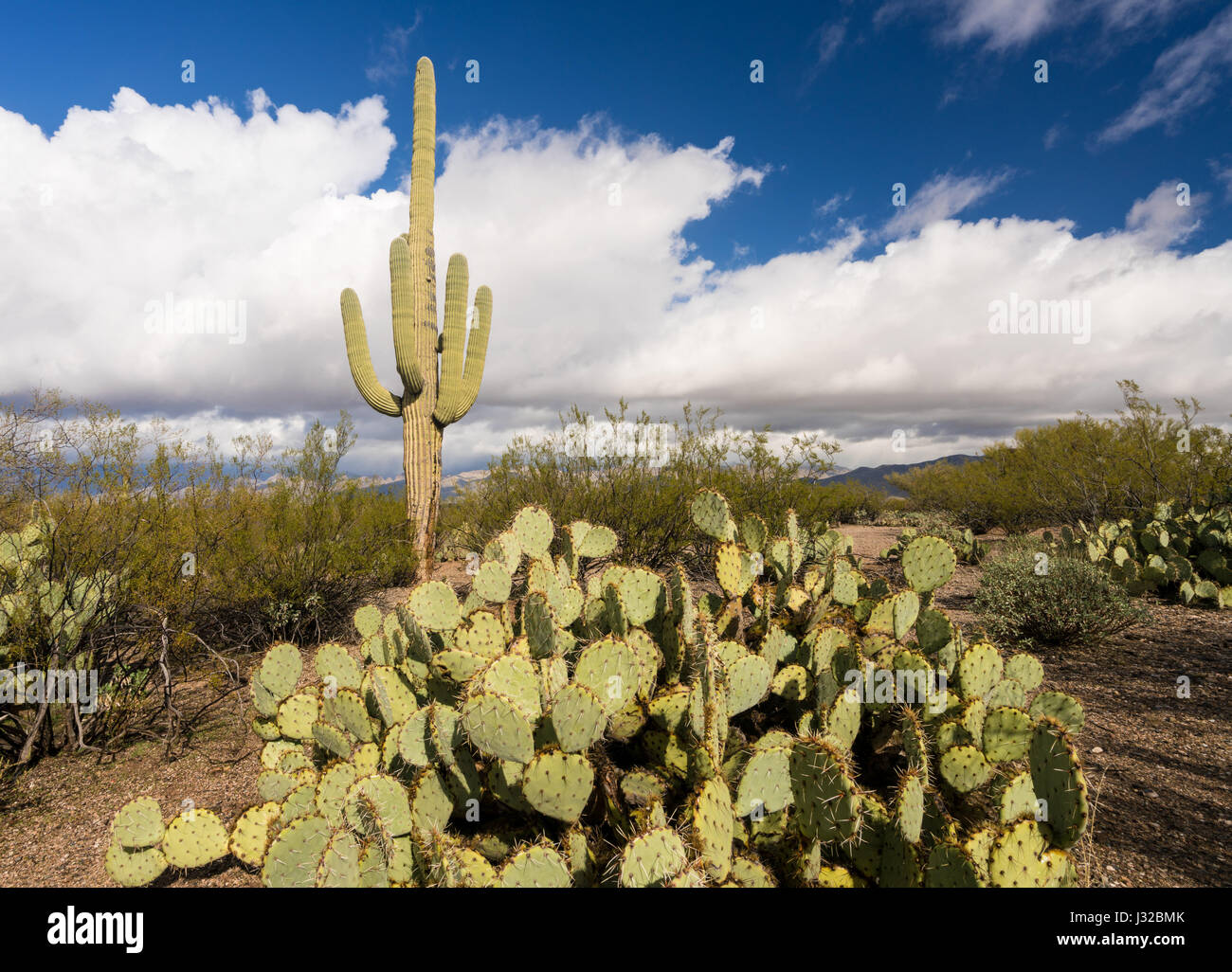Cactus Saguaro impianto, Santa Catalina Mountains, Foresta Nazionale di Coronado, nei pressi di Tucson, Arizona deserto, STATI UNITI D'AMERICA Foto Stock