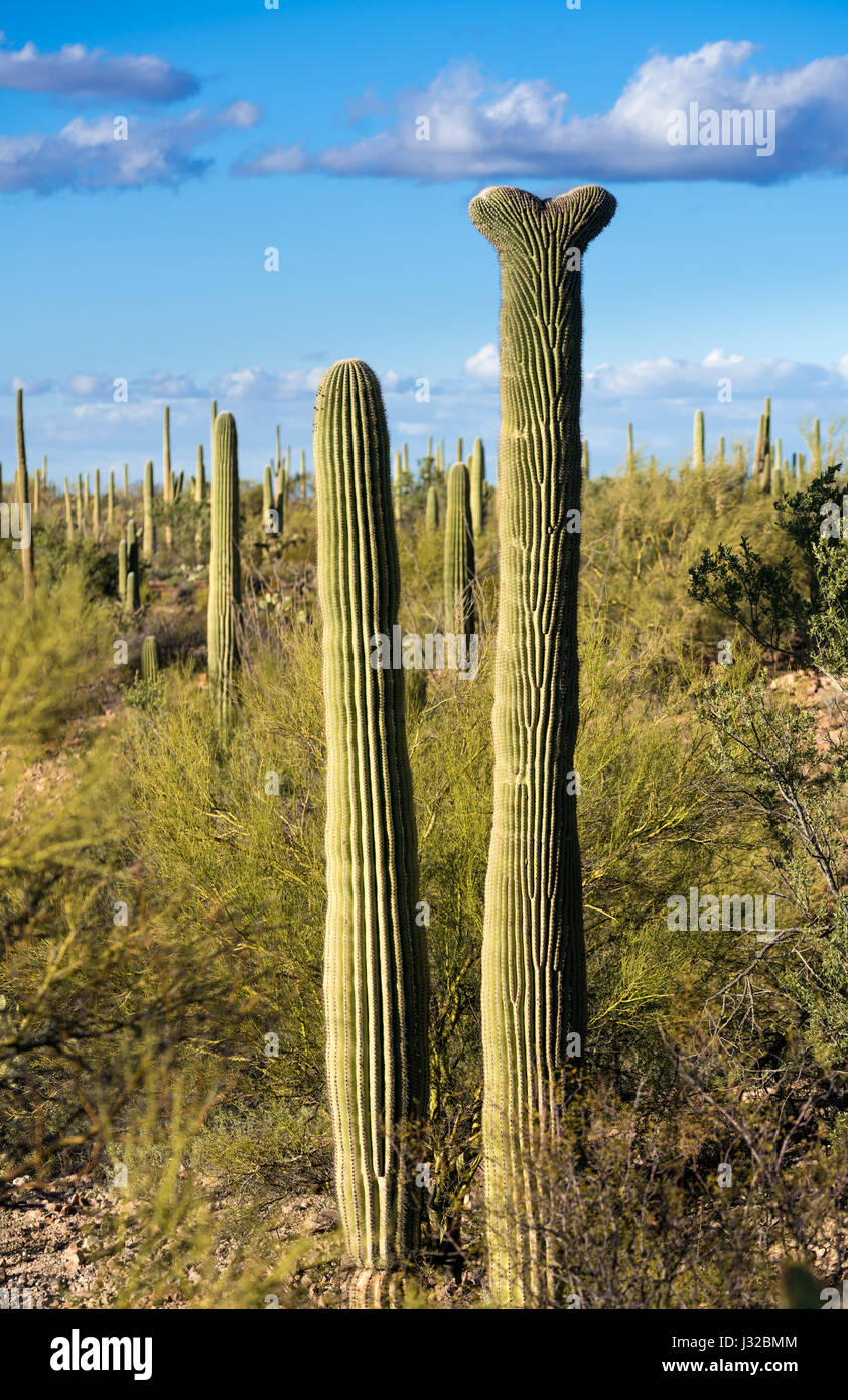 Raro crestata cactus Saguaro impianto nel Parco nazionale del Saguaro West vicino a Tucson in Arizona, Stati Uniti d'America Foto Stock