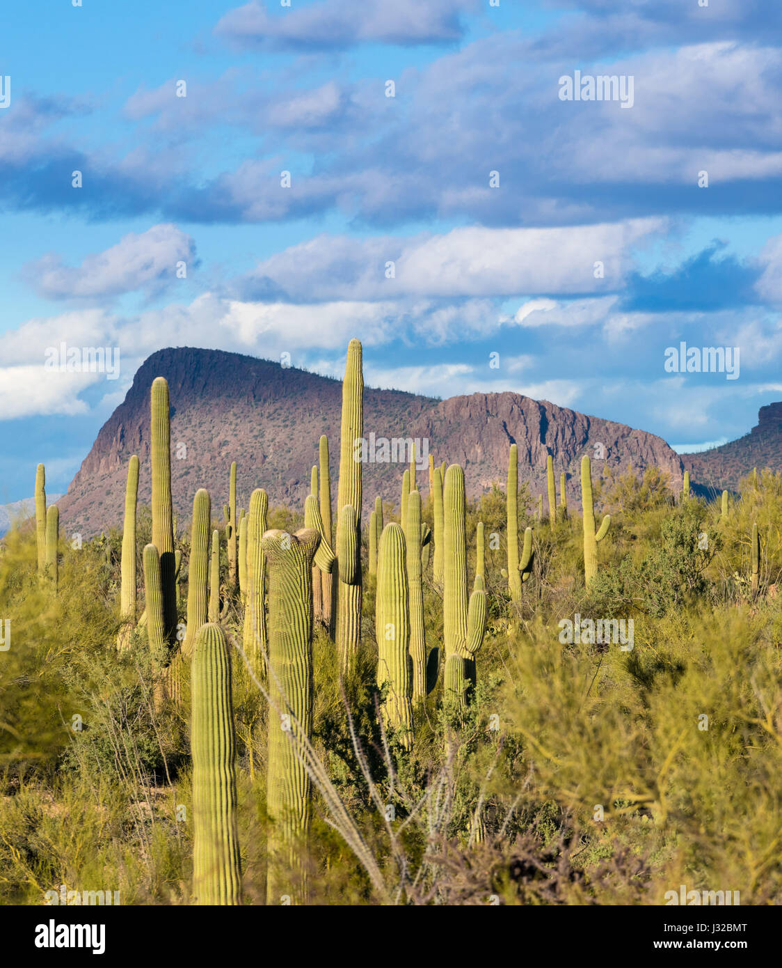 Raro crestata cactus Saguaro impianto nel Parco nazionale del Saguaro West vicino a Tucson, Arizona desert Foto Stock