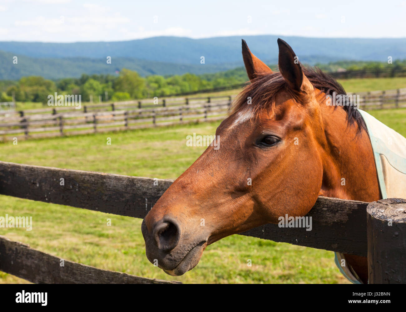 Testa di cavallo marrone in un prato appoggiato su di una staccionata in legno con le colline in background Foto Stock