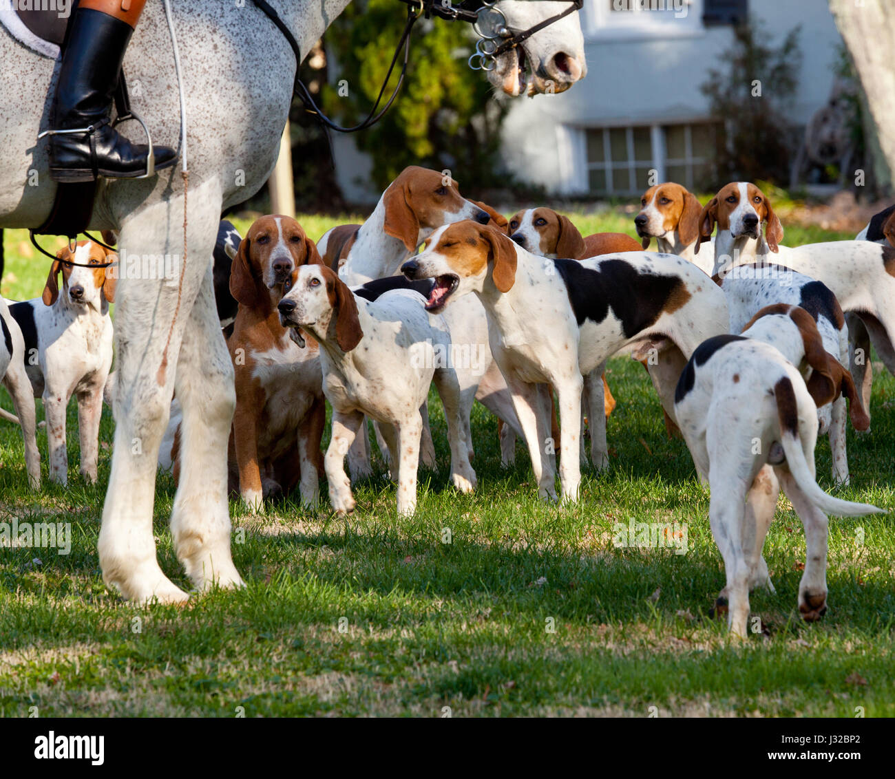 La caccia alla volpe UK - sport tradizionali - fox hounds e cavallo Cavaliere dettaglio Foto Stock