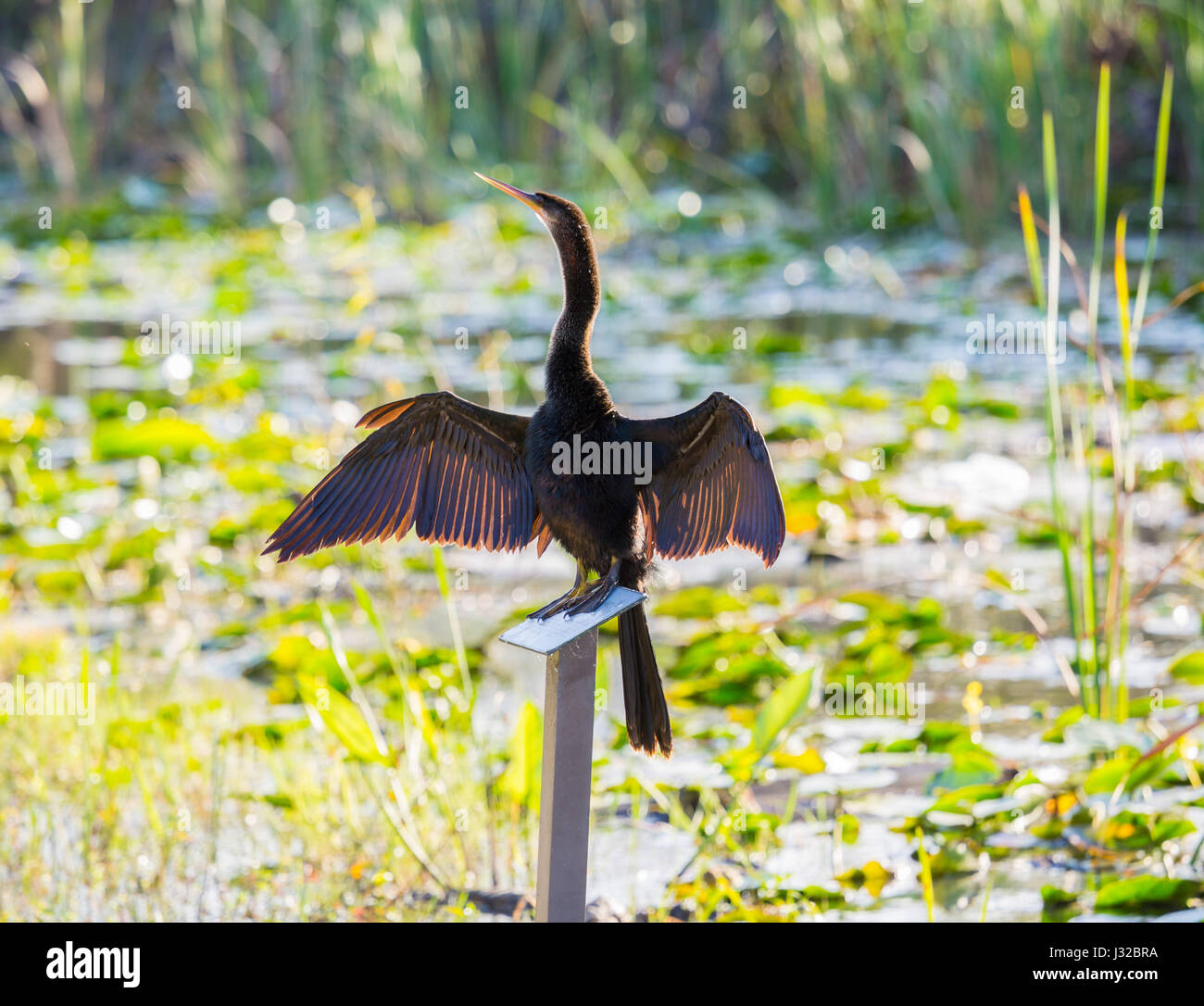 Anhinga bird udienza del segno in Florida Everglades e stirando le sue ali ad asciugare Foto Stock