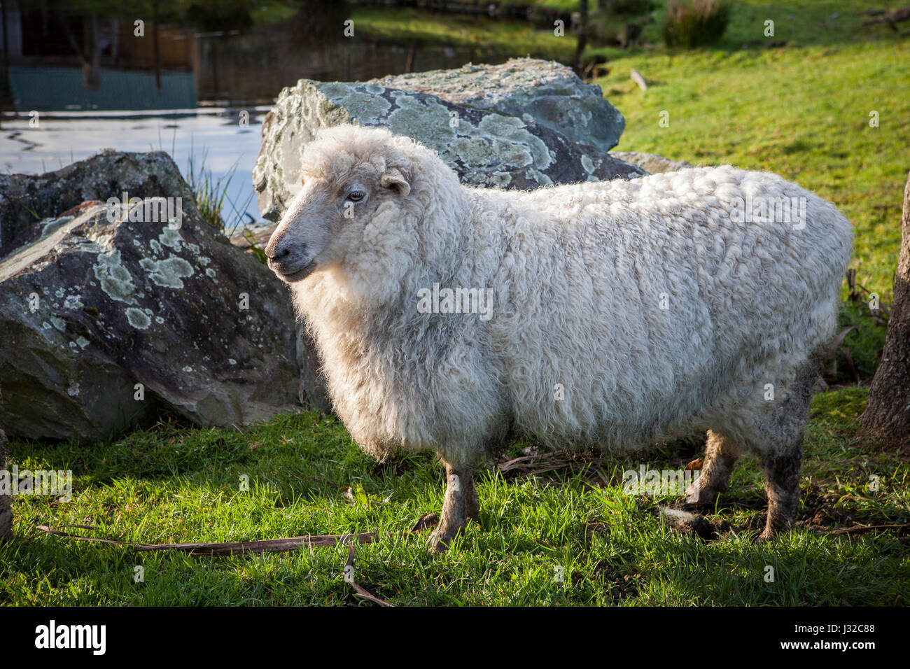 Corpo pieno di Pecore Merino in allevamento di nuova zelanda Foto Stock