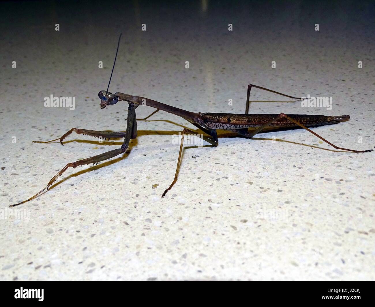 Un depredavano Mantis Foto Stock