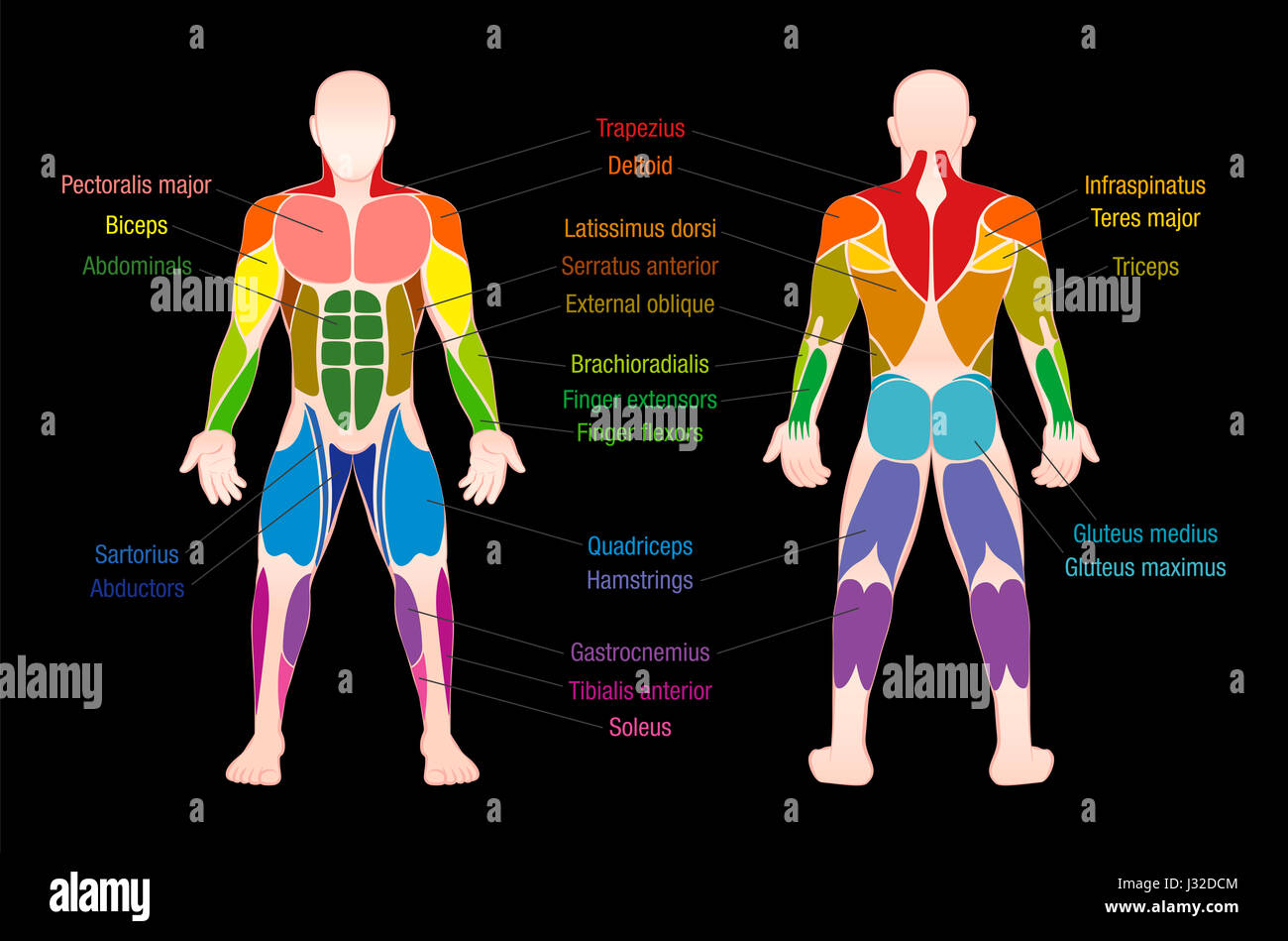 Diagramma del muscolo con più importanti dei muscoli del corpo umano - colorate anteriore ed una vista posteriore - illustrazione marcato su sfondo nero. Foto Stock