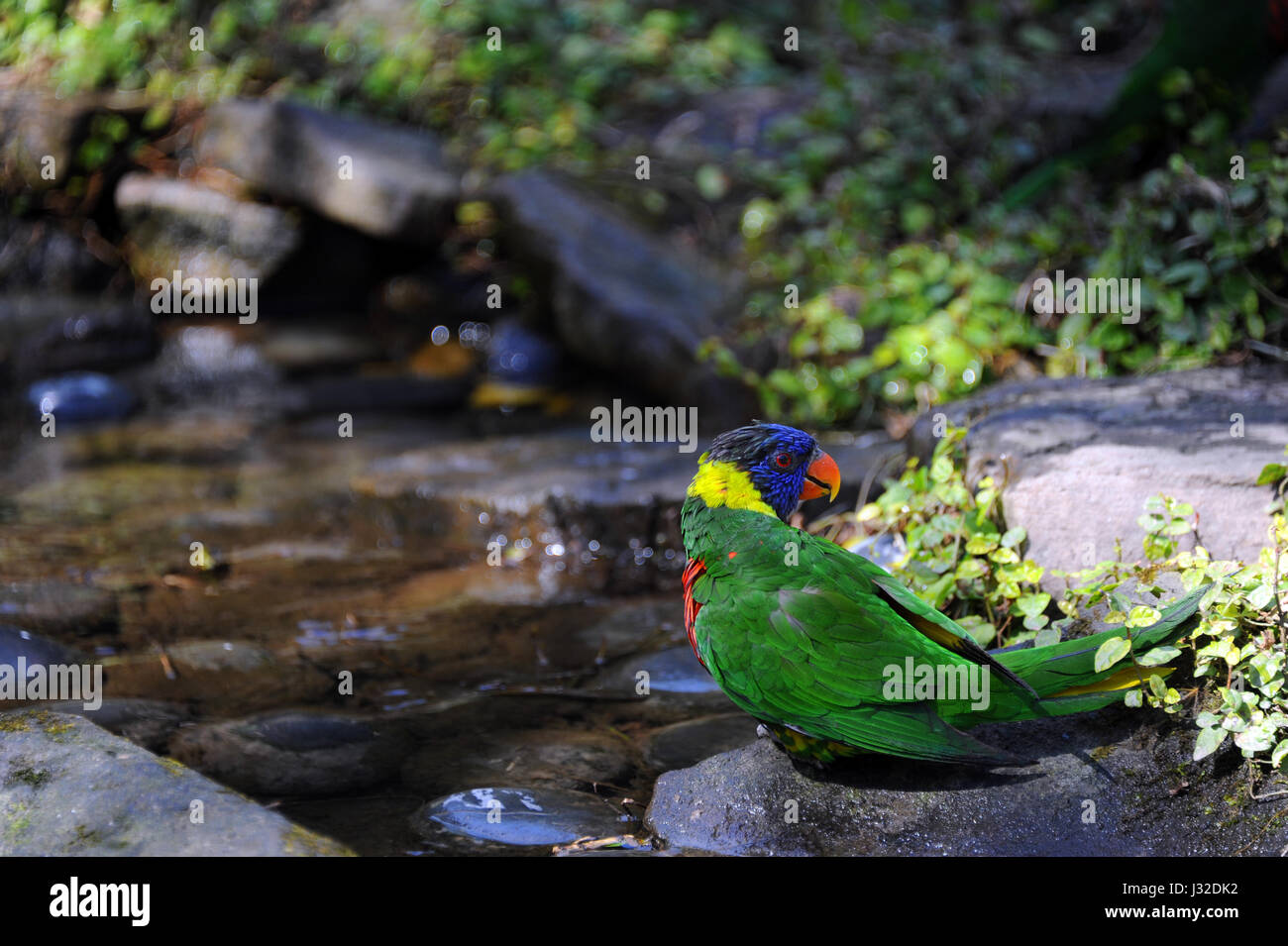 Coloratissimo stand Lorikeet oltre alla piscina di acqua in corrispondenza del Riverbanks Zoo e Giardino a Columbia nella Carolina del Sud. Foto Stock