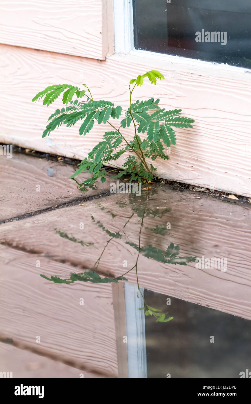 Un piccolo albero cresce da un gap di un edificio con una riflessione di acqua Foto Stock