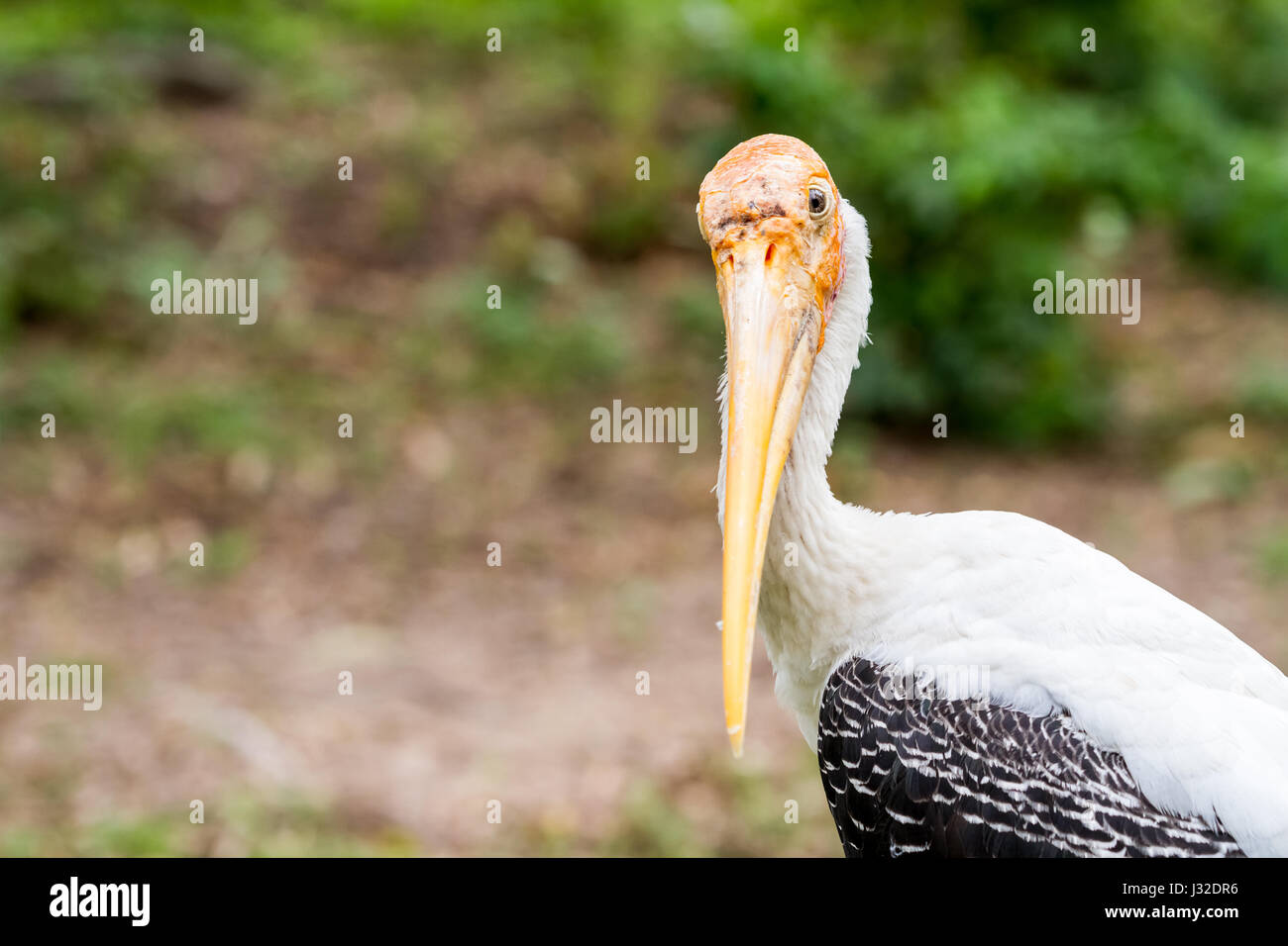 Nel parco è un grosso uccello con un grande becco Foto Stock