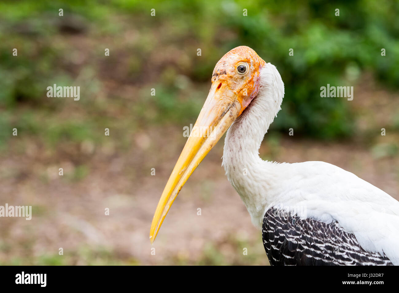 Nel parco è un grosso uccello con un grande becco Foto Stock