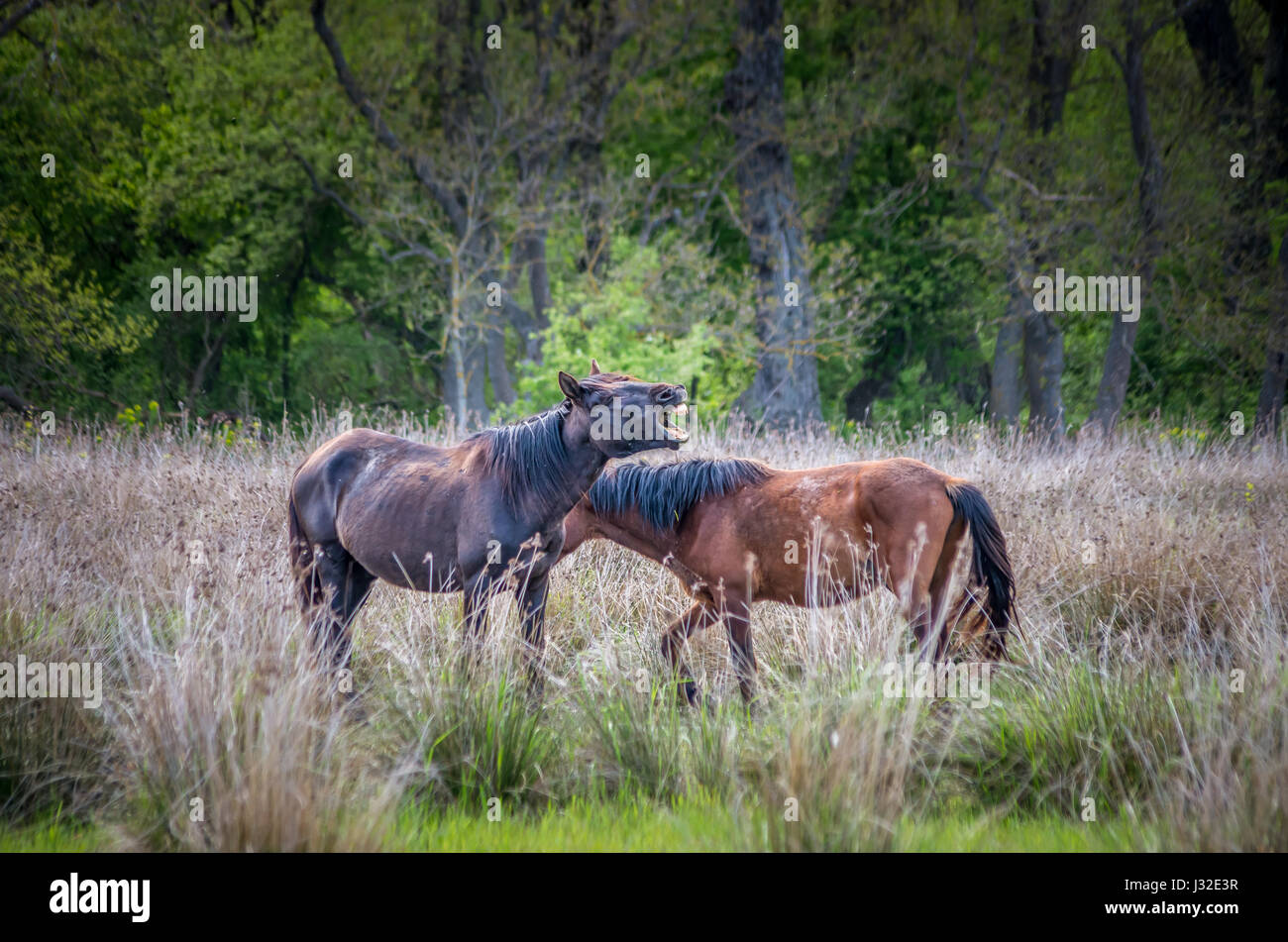 Foresta letea, Tulcea contea, Romania. cavalli selvaggi nel delta del Danubio. riserva naturale di letea. Foto Stock