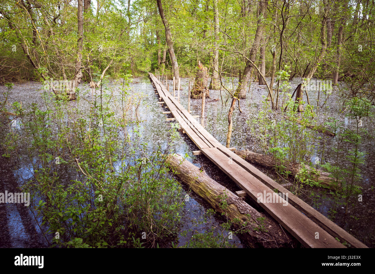 Foresta letea, Tulcea contea, Romania. allagata alberi nel delta del Danubio. Ci sono un ponte sopra l'acqua. Foto Stock