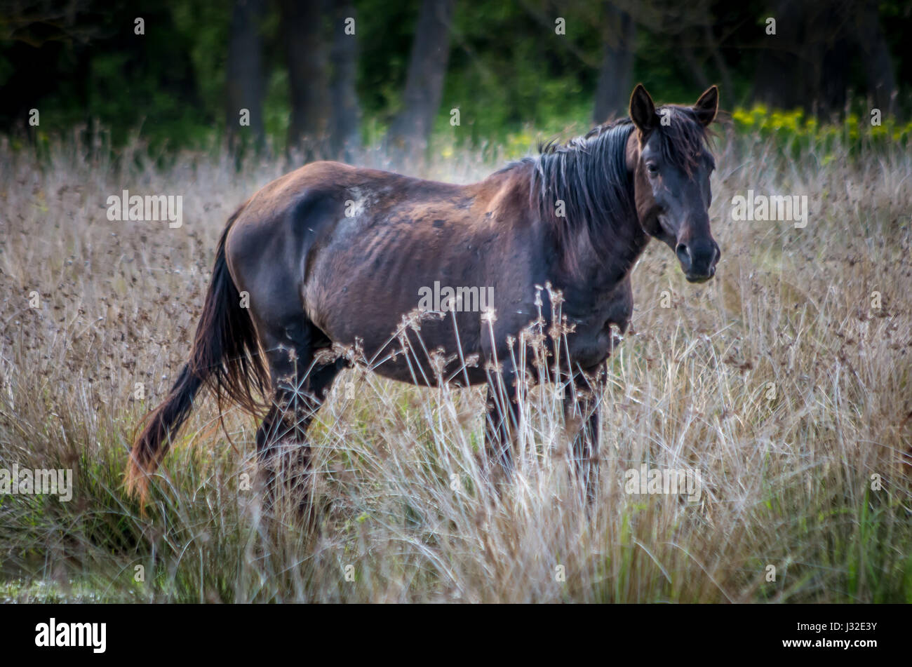 Foresta letea, Tulcea contea, Romania. cavalli selvaggi nel delta del Danubio. riserva naturale di letea. Foto Stock