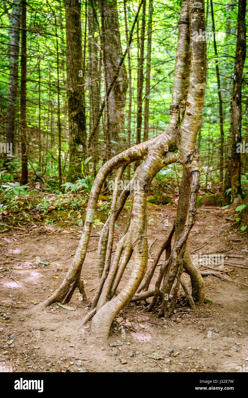 Un albero con radici aeree in una foresta nella Penisola Superiore, Michigan Foto Stock