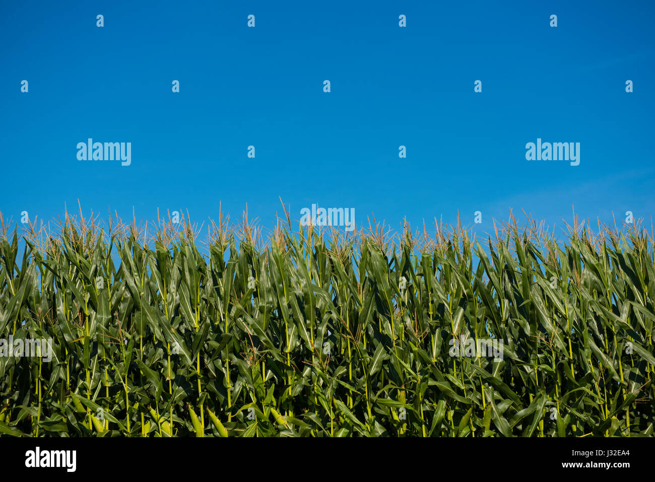 Campo di grano con cielo blu Foto Stock