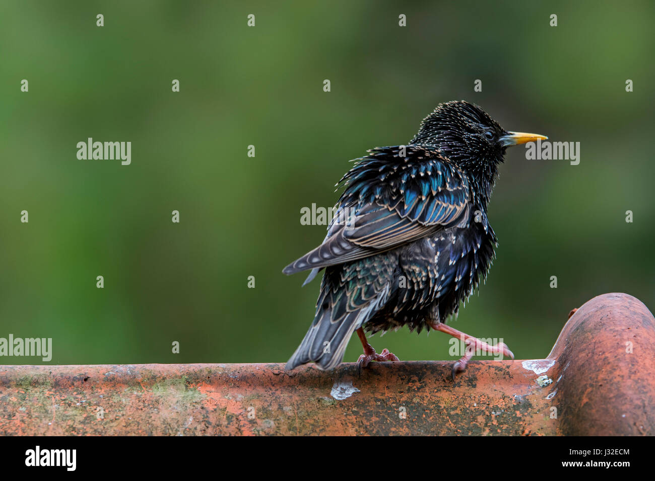 Starling comune / Europea starling (Sturnus vulgaris) maschio appollaiato sulla piastrella sul tetto di casa Foto Stock
