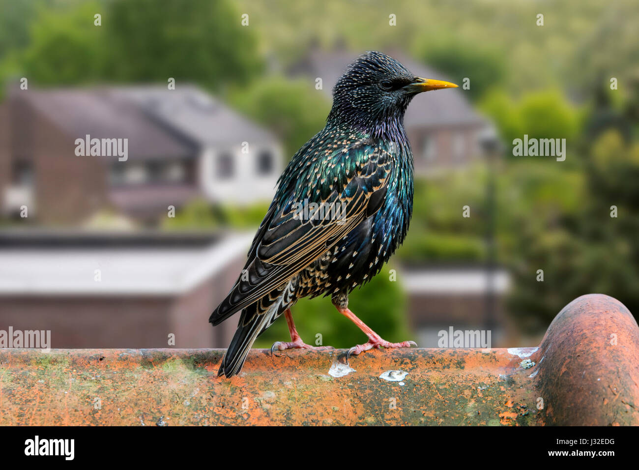 Starling comune / Europea starling (Sturnus vulgaris) maschio appollaiato sulla piastrella sul tetto di casa Foto Stock
