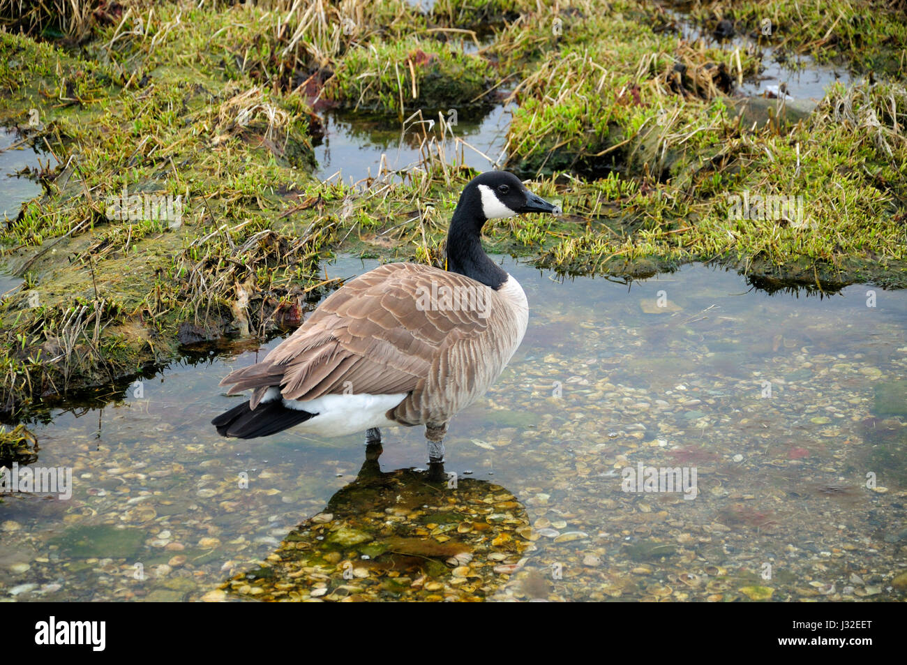 Canada goose (Branta canadensis) in pozze di marea su charles isola a lowtide nel long island sound a Silver Sands State Park in Milford Connecticut. Foto Stock