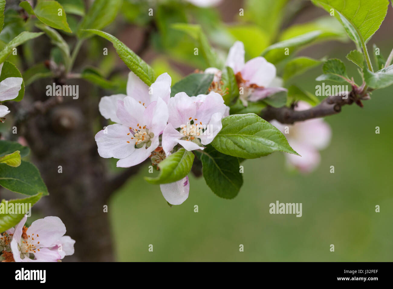 Malus domestica 'Beauty of Bath', primo piano della fioritura delle mele, Inghilterra, Regno Unito Foto Stock