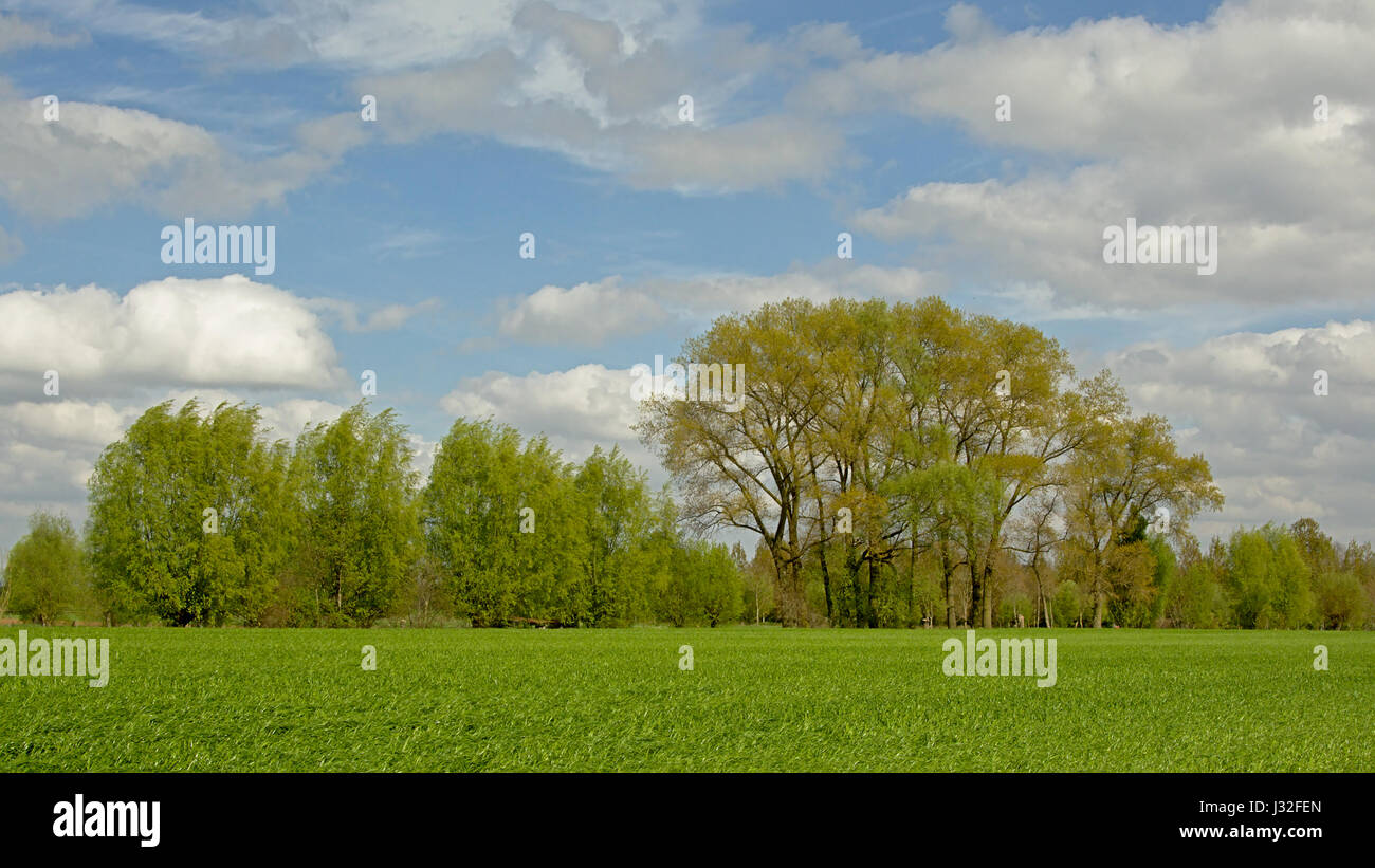 Terreni coltivati nelle Fiandre, con un fresco prato verde e alberi dietro in una giornata di sole con soffici nuvole cumulus nel "Oude kale vallei' riserva naturale Foto Stock