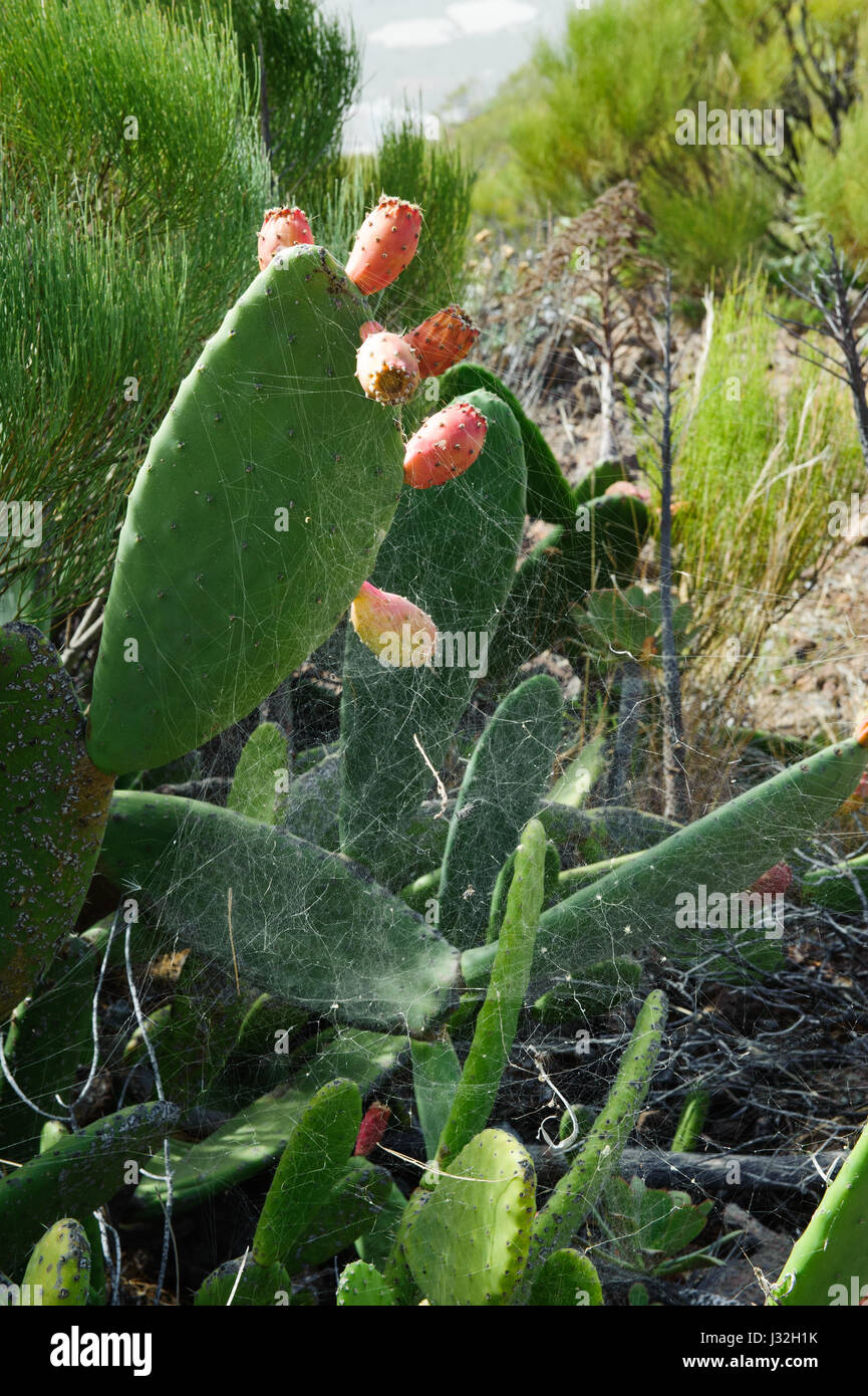 Vista del cactus Opuntia, succulente e spider web sul sentiero da Alfareo del Arguayo a Santiago del Teide Tenerife Foto Stock