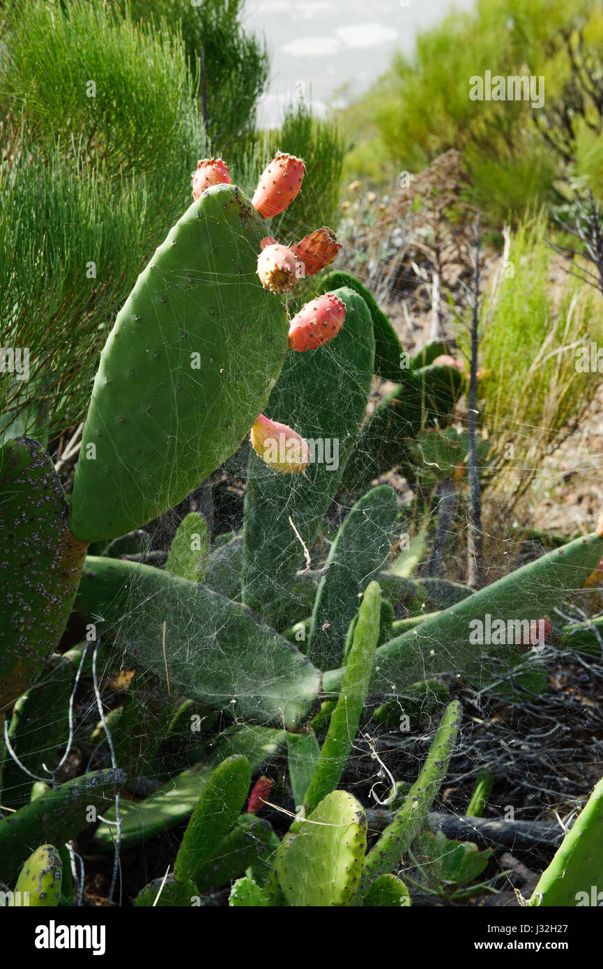 Vista del cactus Opuntia, succulente e spider web sul sentiero da Alfareo del Arguayo a Santiago del Teide Tenerife Foto Stock
