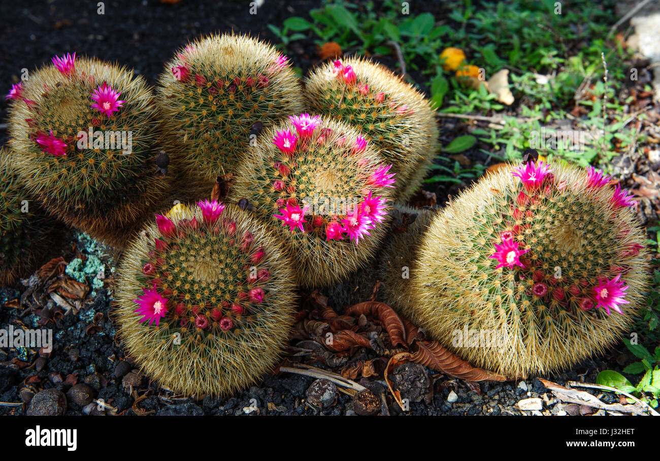 Palla dorata cactus / Echinocactus grusonii tempo di fioritura Foto Stock
