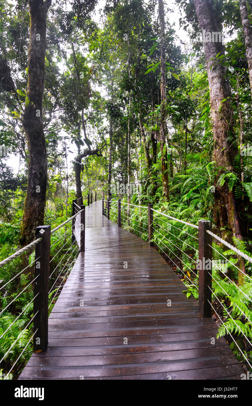 Passeggiata attraverso la foresta pluviale tropicale a picco rosso, stazione funicolare della foresta pluviale, Cairns, estremo Nord Queensland, FNQ, QLD, Australia Foto Stock