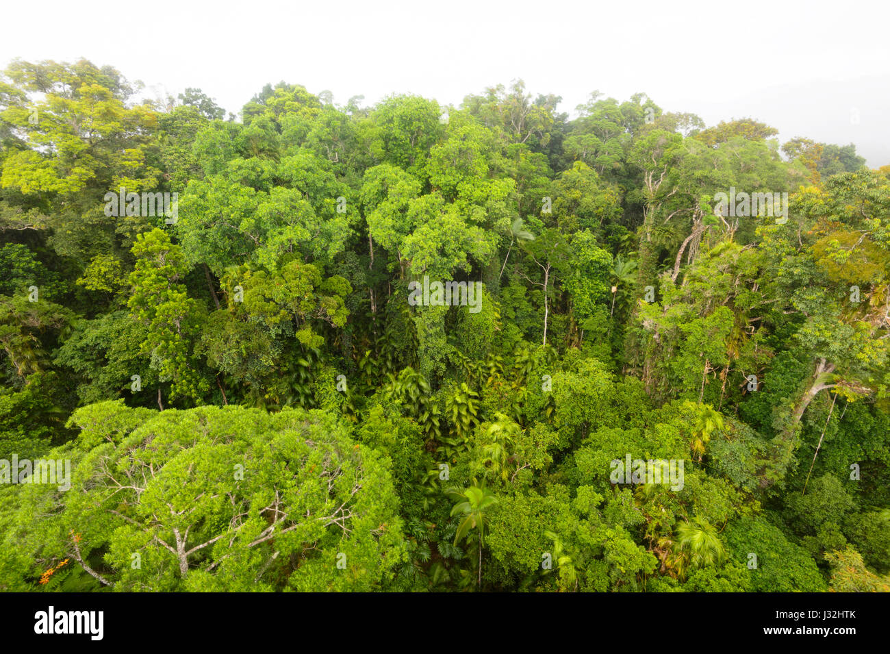 Incontaminata foresta pluviale tropicale tettoia visto da Skyrail, vicino a Cairns, estremo Nord Queensland, FNQ, QLD, Australia Foto Stock