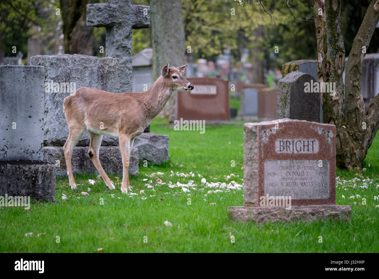 Giovane maschio bianco-tailed deer (Odocoileus virginianus), buck, stando in piedi in un campo erboso, erba verde, un animale, un cimitero, London, Ontario, Canada. Foto Stock