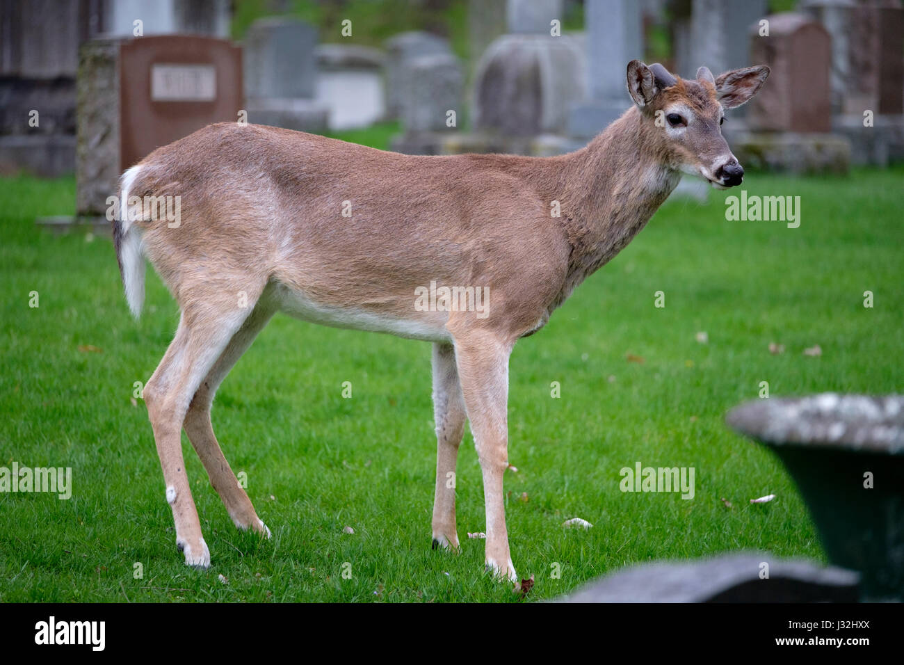Giovane maschio bianco-tailed deer (Odocoileus virginianus), buck, stando in piedi in un campo erboso, erba verde, un animale, un cimitero, London, Ontario, Canada. Foto Stock