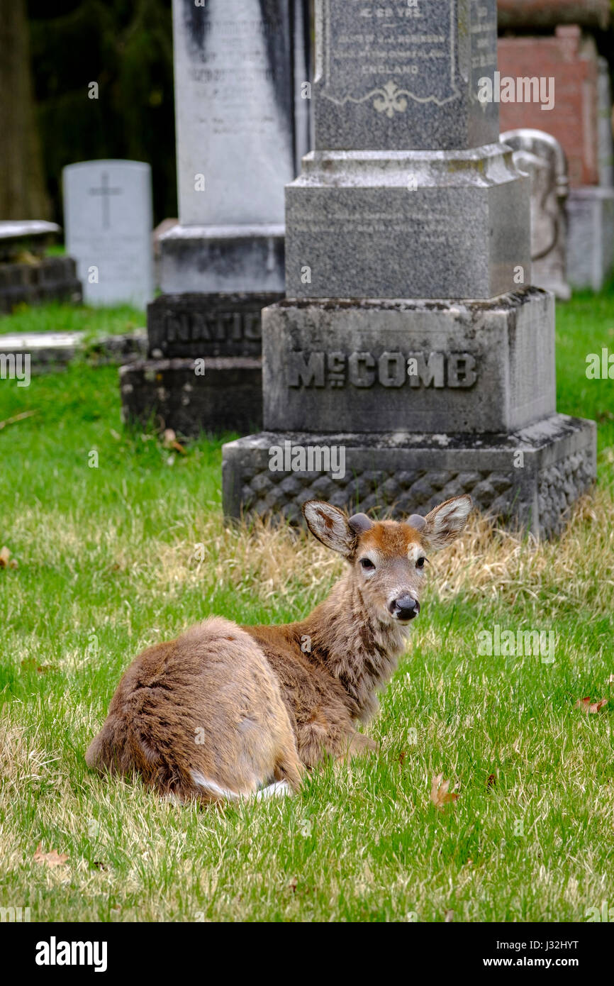Giovane maschio bianco-tailed deer (Odocoileus virginianus), buck, recante, in appoggio in un campo erboso, erba verde, un animale, cimitero London, Ontario Foto Stock
