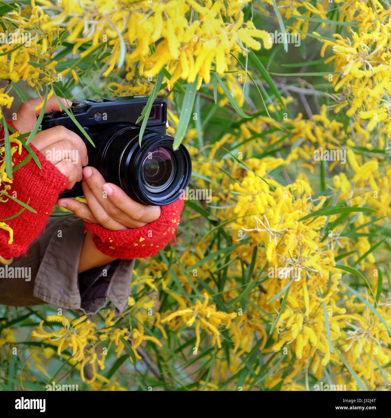 Donna con mano fotocamera per scattare foto di colore giallo su sfondo di fiori, femmina fotografo con la passione per la fotografia Foto Stock
