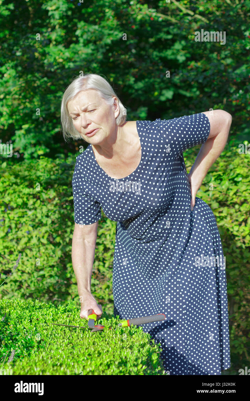 Senior donna nel suo giardino il taglio di una siepe di bosso, tenendo il suo ritorno a causa di un improvviso e forte mal di schiena o lombalgia Foto Stock