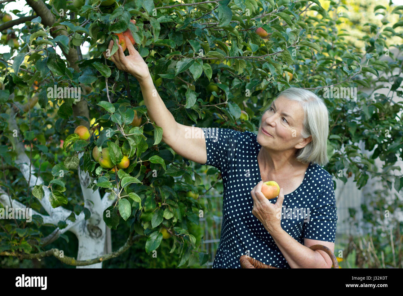 Sorridente donna senior in un Blu-polka abito tratteggiata la raccolta mele mature di un albero nel suo giardino, attivo e sano concetto di pensionamento Foto Stock