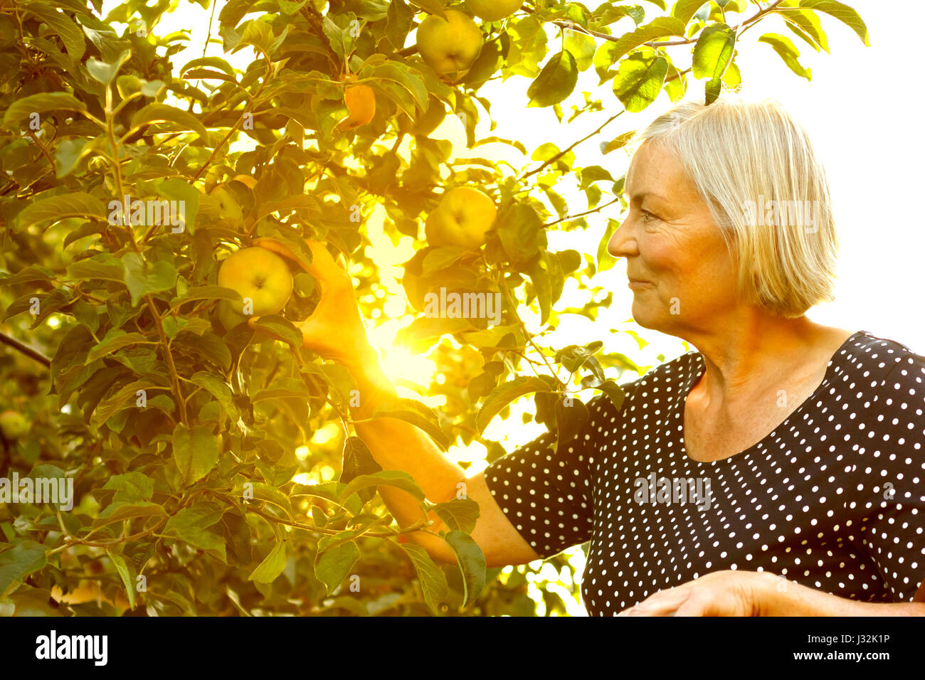 Senior donna raccolta di mele di un albero nel suo giardino nella luce dorata di un assolato pomeriggio estivo, attivo e sano concetto di pensionamento Foto Stock