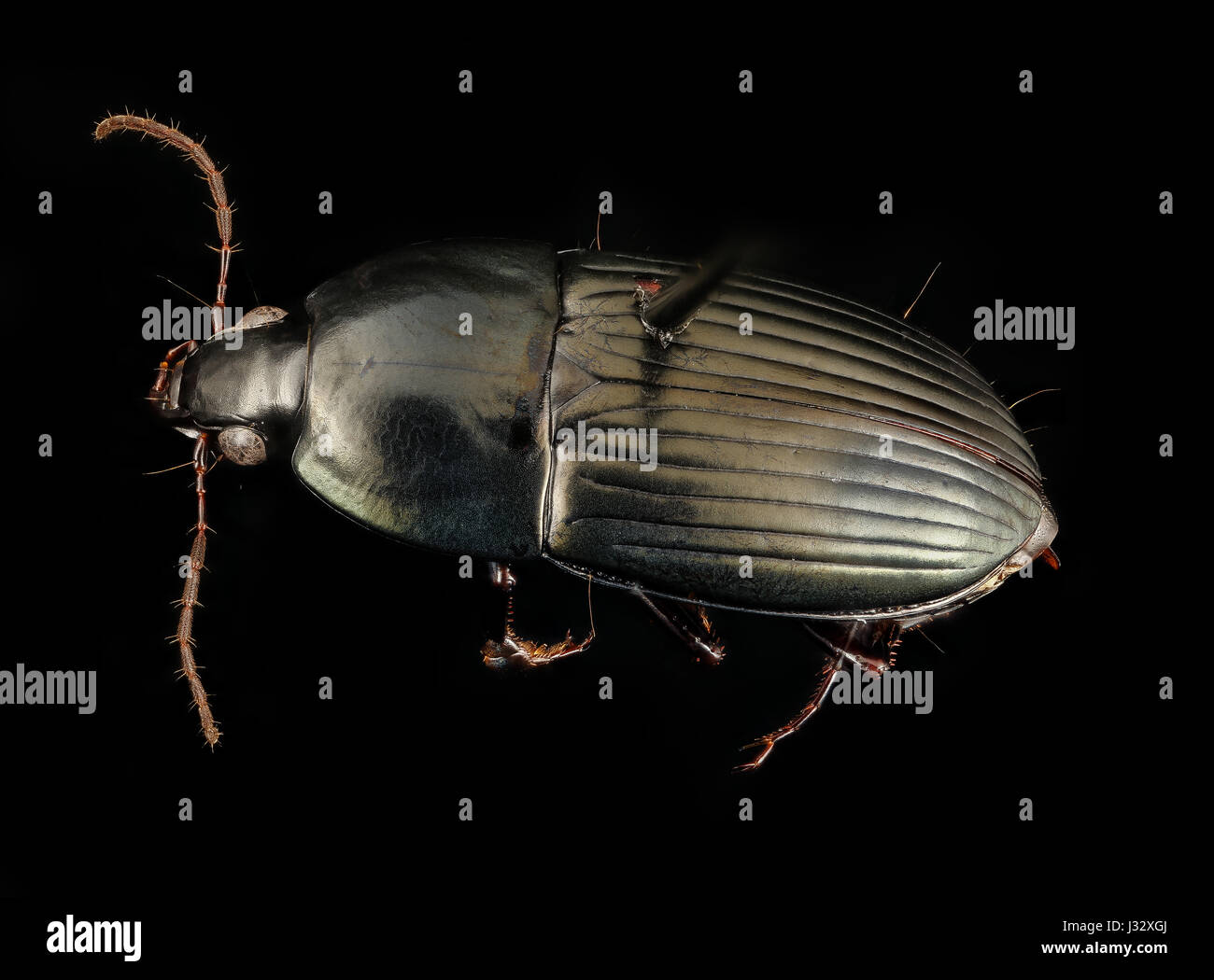 Stenocrepis mexicana, u, Maryland, cove point, retro 2017-01-13-103946 ZS PMax UDR 31524066523 o Foto Stock