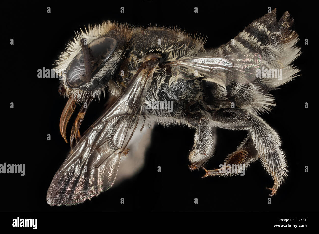 Megachile concinna, F, lato, Puerto Rico, Boqueron Affitto 2014-09-26-0919 32294871254 o Foto Stock